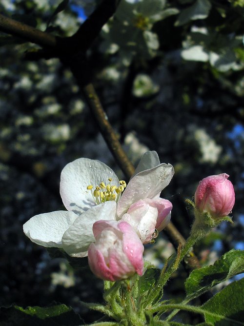 spring  apple tree  flower