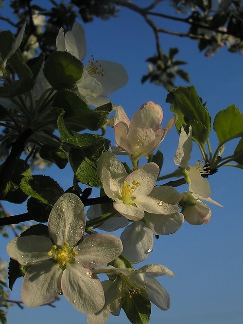 spring  flowers  apple tree