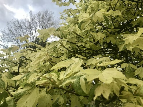 spring  foliage  tree