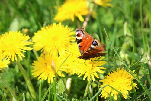 spring  butterfly  meadow