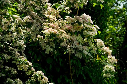 spring  nature  garden