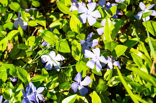 spring  leaf  flora