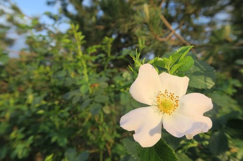 spring  rosehip  flower