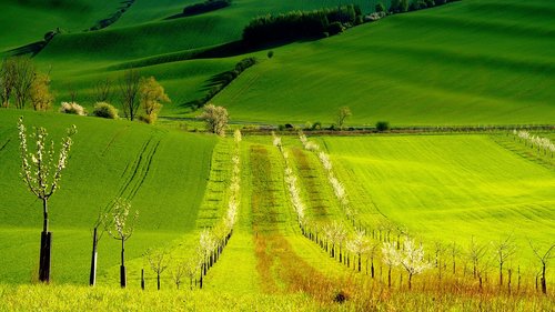 spring  green  trees