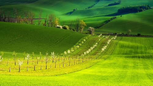 spring  trees  green