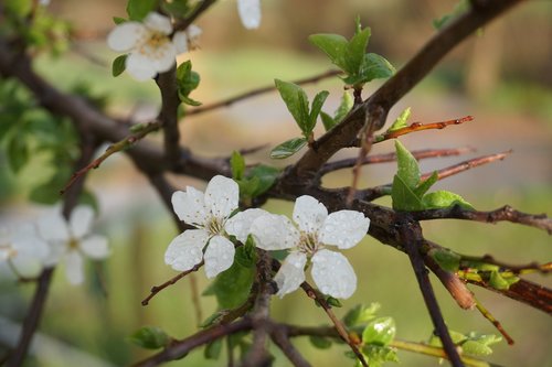 spring  tree  flower