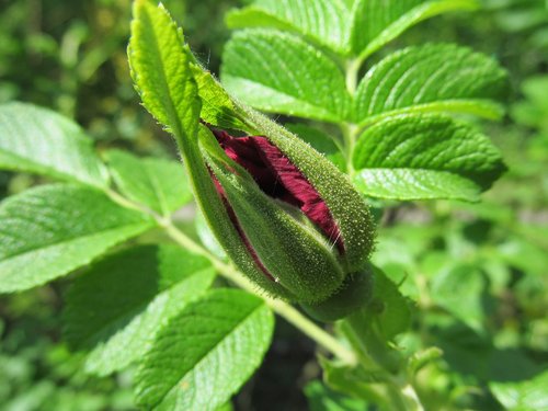 spring  green  flower