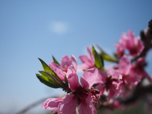 spring  flower  peach blossom
