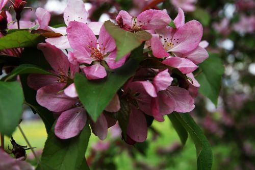 spring flower nature