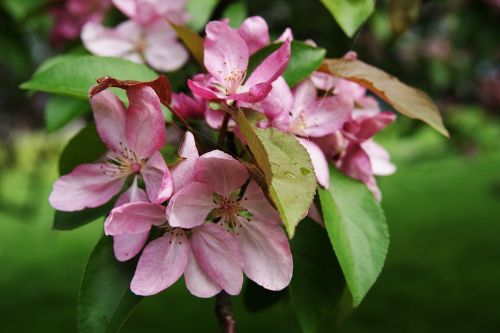 spring nature tree