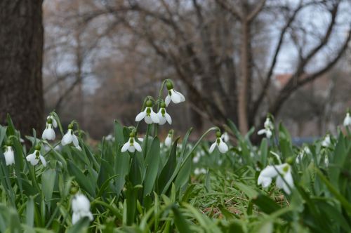 spring flowers