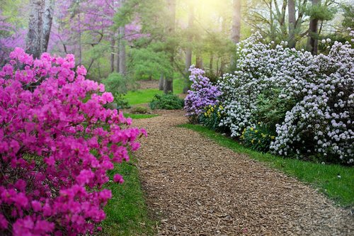 spring  rhododendrons  path