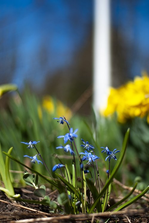 spring  flower  spring flower