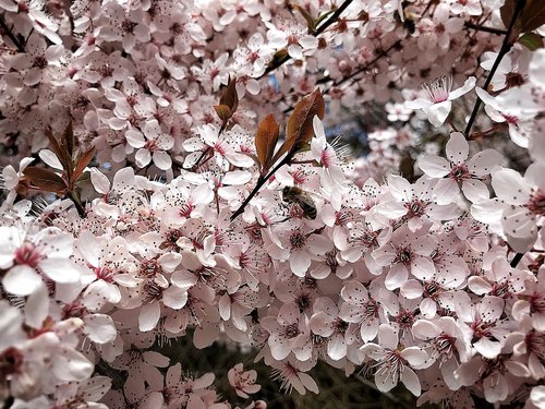 spring  tree  bloom