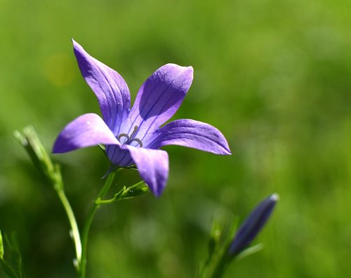 spring  meadow