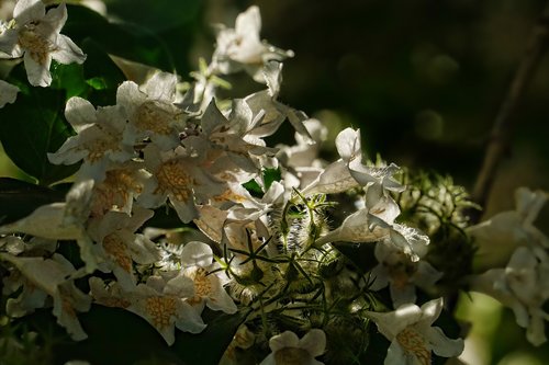 spring  flowering shrub  backlighting