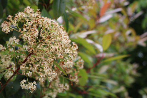 spring  flowers