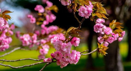spring  blossom  pink