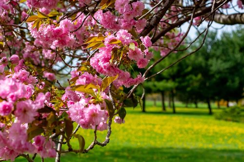 spring  blossom  pink