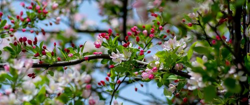 spring  blossom  pink