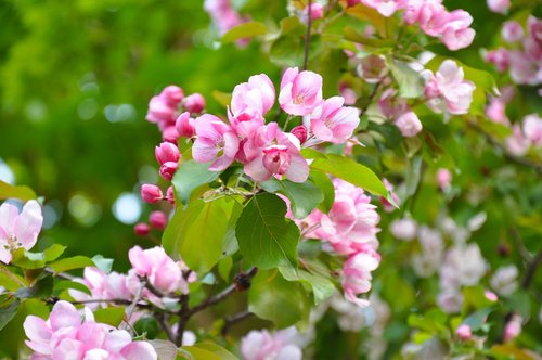 spring  bloom  flowers