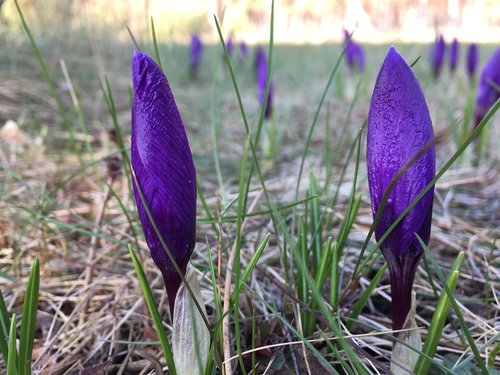 spring  flowering  nature