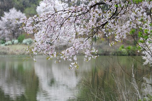 spring  cherry blossom  wood