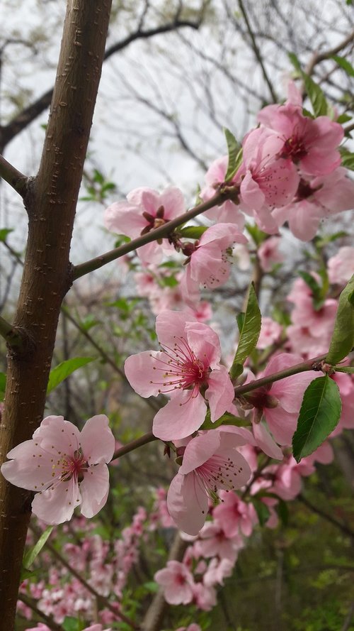 spring  wood  flowers