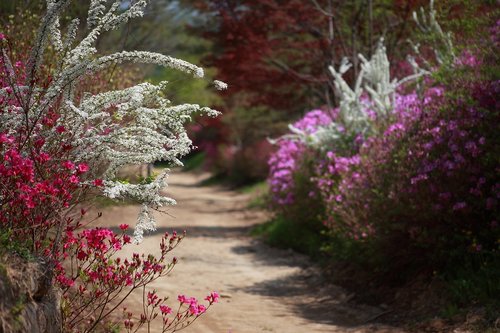 spring  spring landscape  korea