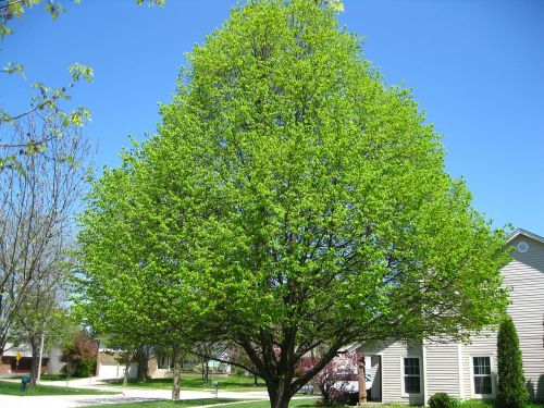 spring sunny tree