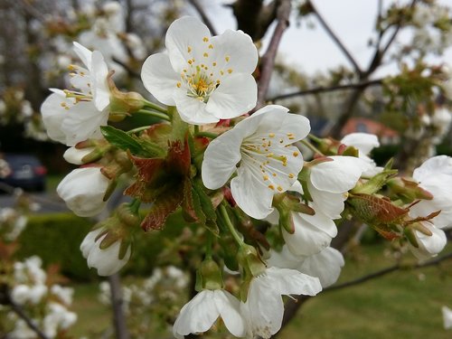 spring  fruit tree  flowering