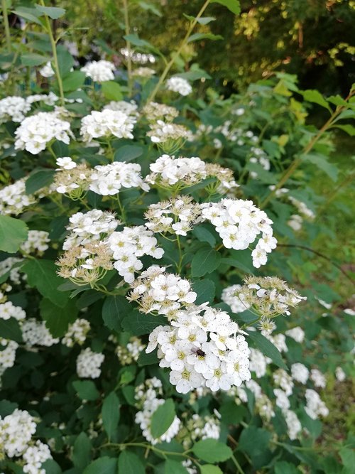 spring  bloom  white