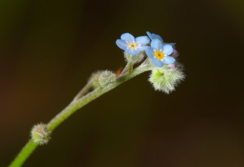 spring  forest forget-me-not  blossom