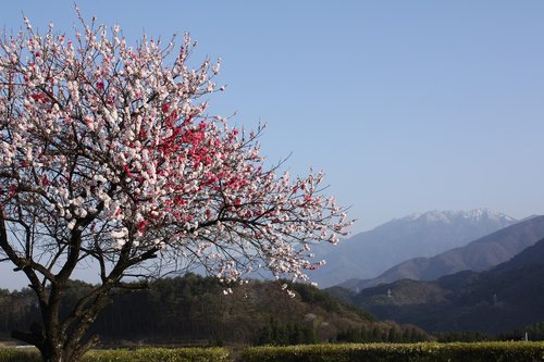 spring  peach blossoms  井戸尻