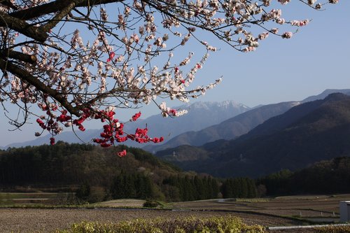 spring  peach blossoms  井戸尻