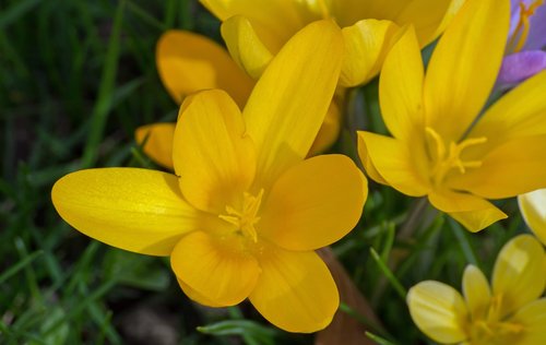 spring  crocus  flower
