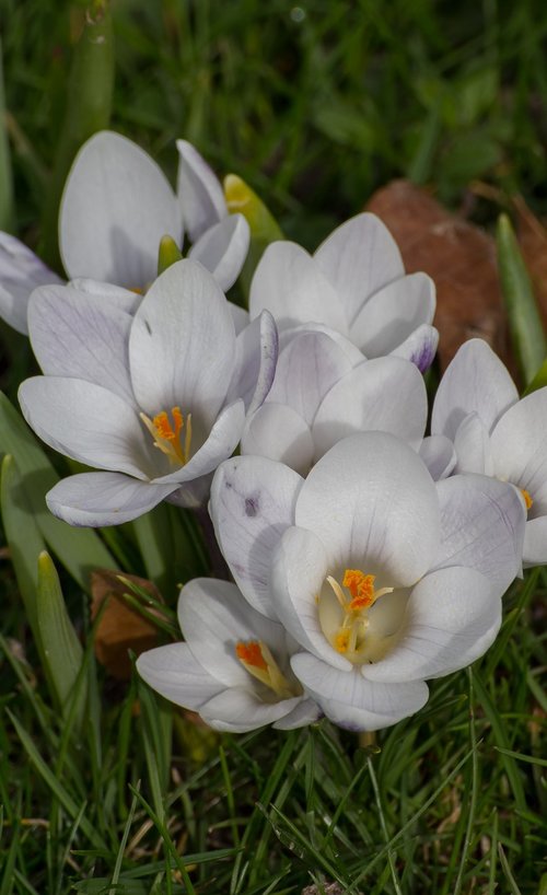 spring  crocus  flowers