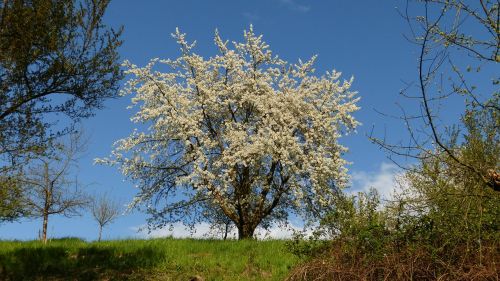 spring tree flowers