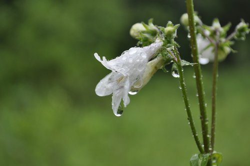 spring  rain  dewdrops