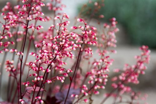 spring flowers pink