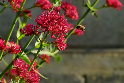 spring  nature  plant