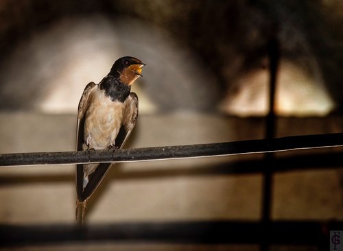 spring  swallow  nature