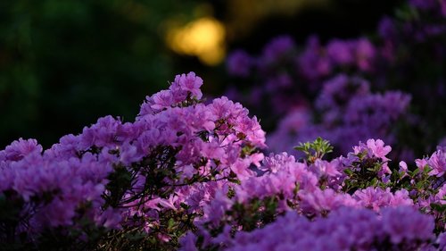 spring  flowers  azaleas