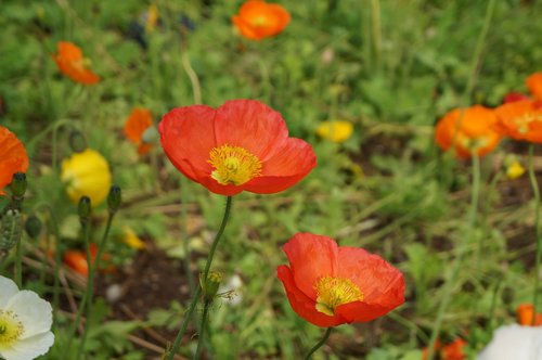 spring  adana atatürk parkı  turuncu