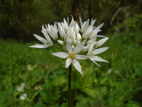 spring  flower  nature