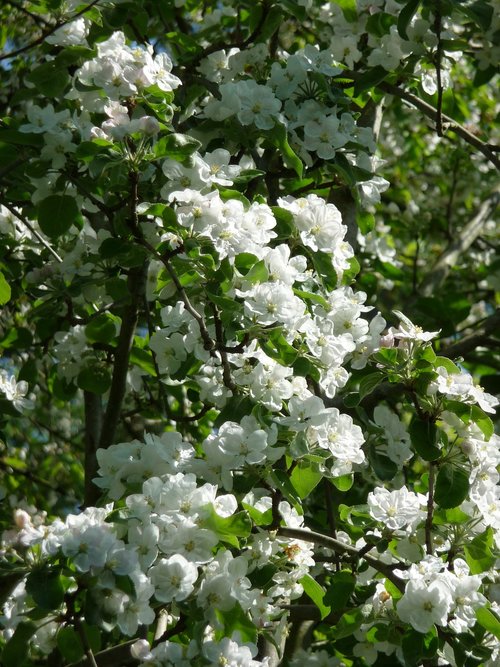 spring  nature  plant