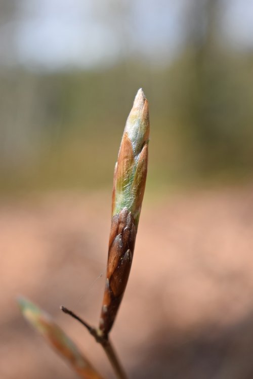 spring  bud  beech