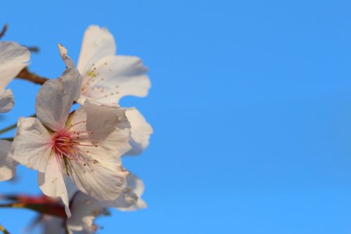 spring  flowers  sky