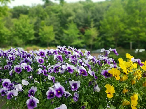 spring  garden  flowers