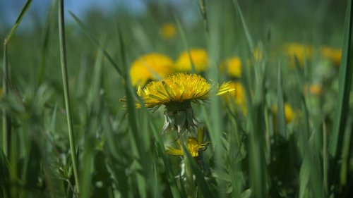 spring  flowers  nature